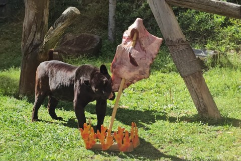 Gramadozoo comemora aniversário com costelão para onça e puma