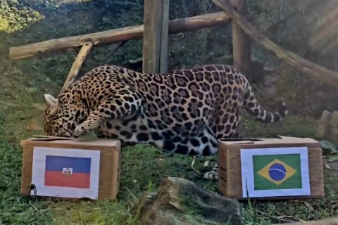 Onças do Gramadozoo participam de enriquecimentos temáticos da Copa do Mundo